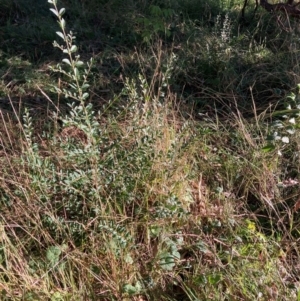 Ligustrum sinense at Mount Majura - 14 Apr 2024 03:43 PM