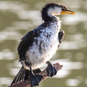 Microcarbo melanoleucos (Little Pied Cormorant) at Bundaberg North, QLD by Petesteamer