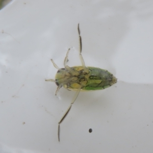 Notonectidae (family) at Tidbinbilla Nature Reserve - 17 Mar 2024 11:44 AM