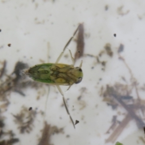 Notonectidae (family) at Tidbinbilla Nature Reserve - 17 Mar 2024 11:44 AM