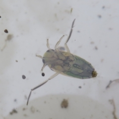 Notonectidae (family) at Tidbinbilla Nature Reserve - 17 Mar 2024 11:44 AM