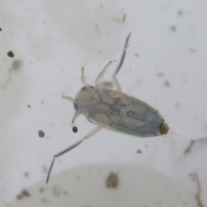 Notonectidae (family) at Tidbinbilla Nature Reserve - 17 Mar 2024