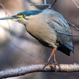 Butorides striata at Bundaberg North, QLD - 5 Sep 2020