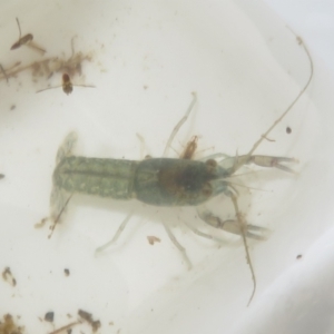 Cherax destructor at Tidbinbilla Nature Reserve - 17 Mar 2024 11:45 AM