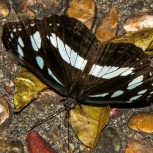 Unidentified Nymph (Nymphalidae) at suppressed by Petesteamer