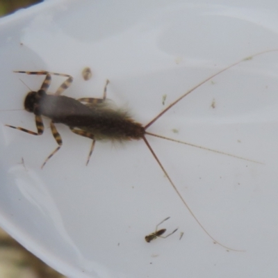 Ephemeroptera (order) (Unidentified Mayfly) at Tidbinbilla Nature Reserve - 17 Mar 2024 by Christine