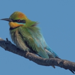 Merops ornatus (Rainbow Bee-eater) at Mon Repos, QLD - 6 Sep 2020 by Petesteamer
