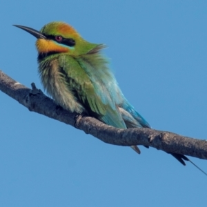 Merops ornatus at Mon Repos, QLD - 7 Sep 2020 09:40 AM