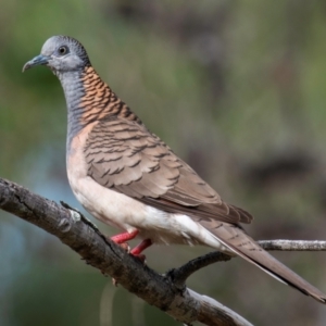 Geopelia humeralis (Bar-shouldered Dove) at Mon Repos, QLD by Petesteamer