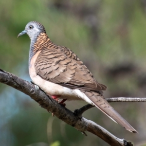 Geopelia humeralis at Mon Repos, QLD - 7 Sep 2020