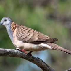 Geopelia humeralis at Mon Repos, QLD - 7 Sep 2020