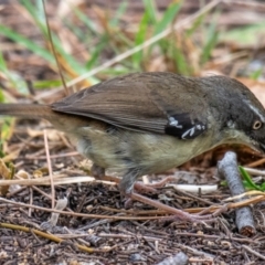 Sericornis frontalis (White-browed Scrubwren) at Mon Repos, QLD - 7 Sep 2020 by Petesteamer