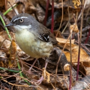 Sericornis frontalis at Mon Repos, QLD - 7 Sep 2020 10:22 AM