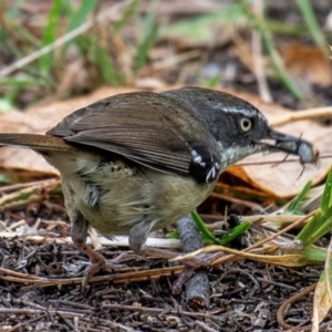 Sericornis frontalis at Mon Repos, QLD - 7 Sep 2020