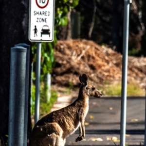 Macropus giganteus at Mon Repos, QLD - 7 Sep 2020