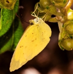 Eurema sp. (Genus) (Grass Yellow Butterflies) at Mon Repos, QLD - 8 Sep 2020 by Petesteamer