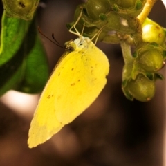 Eurema sp. (Genus) at Mon Repos, QLD - 8 Sep 2020 05:13 PM