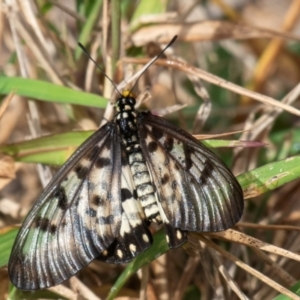 Acraea andromacha at Mon Repos, QLD - 7 Sep 2020 10:27 AM