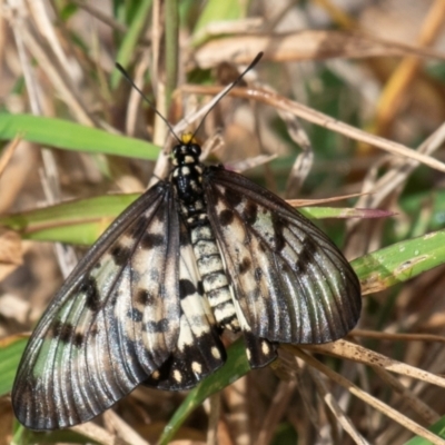 Unidentified Nymph (Nymphalidae) at Mon Repos, QLD - 7 Sep 2020 by Petesteamer