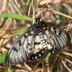 Acraea andromacha at Mon Repos, QLD - 7 Sep 2020 10:27 AM