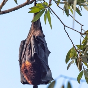 Pteropus scapulatus at Bundaberg East, QLD - 9 Sep 2020