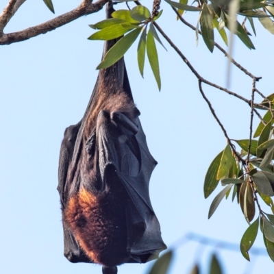 Unidentified Flying Fox or Other Megabat at Bundaberg East, QLD - 8 Sep 2020 by Petesteamer