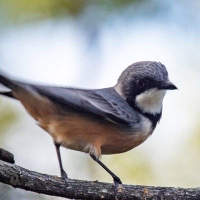 Pachycephala rufiventris (Rufous Whistler) at Bundaberg East, QLD - 9 Sep 2020 by Petesteamer