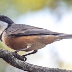 Pachycephala rufiventris at Bundaberg East, QLD - 9 Sep 2020