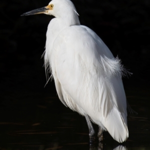 Egretta garzetta at Kepnock, QLD - 9 Sep 2020