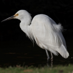 Egretta garzetta at Kepnock, QLD - 9 Sep 2020