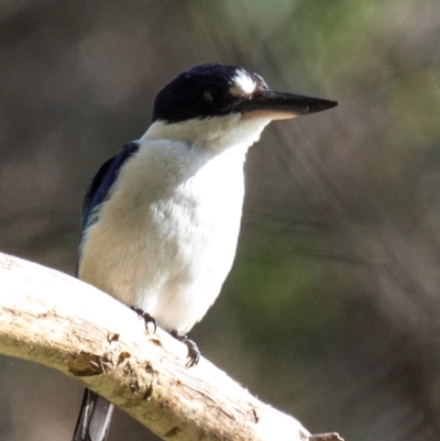 Todiramphus macleayii (Forest Kingfisher) at Bundaberg East, QLD - 9 Sep 2020 by Petesteamer