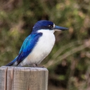 Todiramphus macleayii at Bundaberg East, QLD - 9 Sep 2020