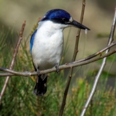 Todiramphus macleayii at Bundaberg East, QLD - 9 Sep 2020