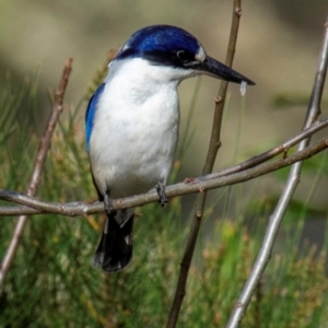 Todiramphus macleayii at Bundaberg East, QLD - 9 Sep 2020