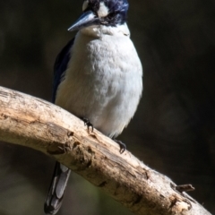 Todiramphus macleayii at Bundaberg East, QLD - 9 Sep 2020