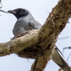 Coracina novaehollandiae (Black-faced Cuckooshrike) at Bundaberg South, QLD - 9 Sep 2020 by Petesteamer