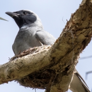 Coracina novaehollandiae at Bundaberg South, QLD - 9 Sep 2020