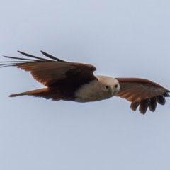 Haliastur indus (Brahminy Kite) at Fairymead, QLD - 9 Sep 2020 by Petesteamer