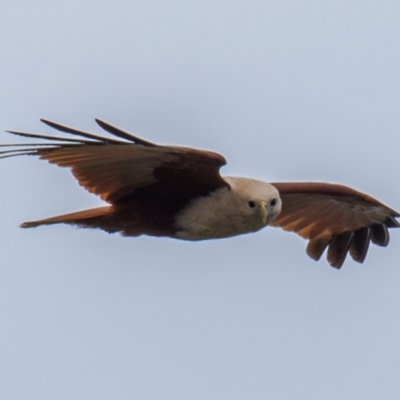 Haliastur indus (Brahminy Kite) at Fairymead, QLD - 9 Sep 2020 by Petesteamer