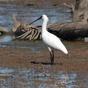 Platalea regia at Chesney Vale, VIC - 11 Apr 2024