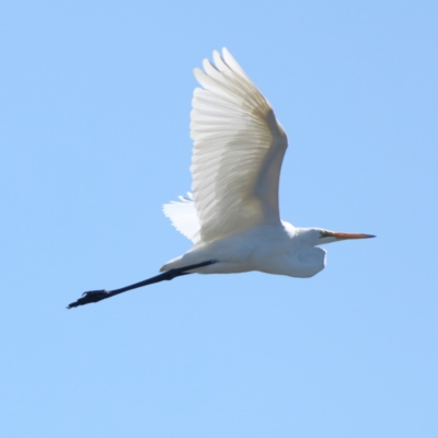 Ardea alba (Great Egret) at Winton Wetlands - 11 Apr 2024 by MichaelWenke