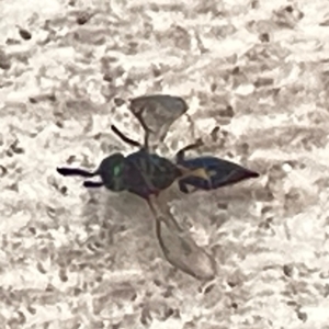 Chalcidoidea (superfamily) at QPRC LGA - 15 Apr 2024