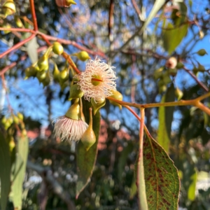 Eucalyptus leucoxylon at QPRC LGA - 15 Apr 2024