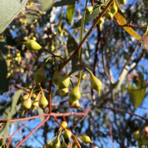 Eucalyptus leucoxylon at QPRC LGA - 15 Apr 2024