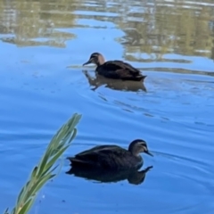 Anas superciliosa (Pacific Black Duck) at Jerrabomberra, NSW - 14 Apr 2024 by Hejor1