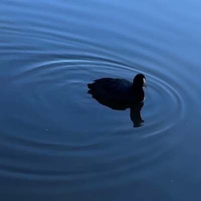 Fulica atra (Eurasian Coot) at Jerrabomberra, NSW - 14 Apr 2024 by Hejor1