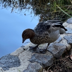 Chenonetta jubata (Australian Wood Duck) at QPRC LGA - 15 Apr 2024 by Hejor1