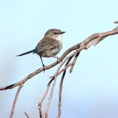 Malurus cyaneus (Superb Fairywren) at Chesney Vale, VIC - 11 Apr 2024 by MichaelWenke