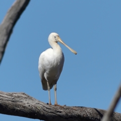 Platalea flavipes (Yellow-billed Spoonbill) at Winton Wetlands - 11 Apr 2024 by MichaelWenke