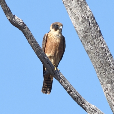 Falco longipennis (Australian Hobby) at Winton North, VIC - 11 Apr 2024 by MichaelWenke